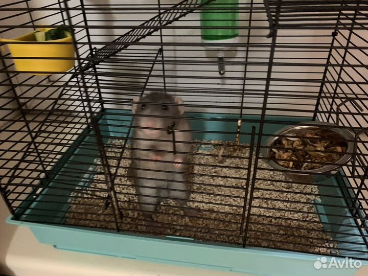 Крысы дамбо. Мальчики. Клетка