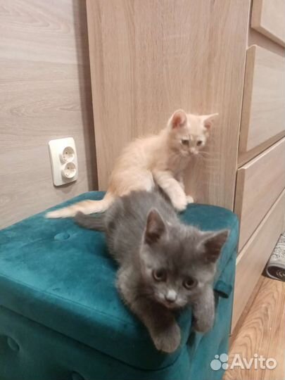 Котята в добрые ответственные руки