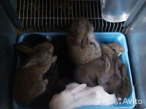 Кролик крольчата