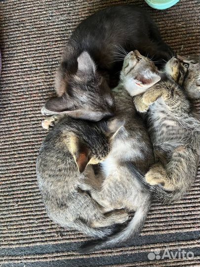 Котятки