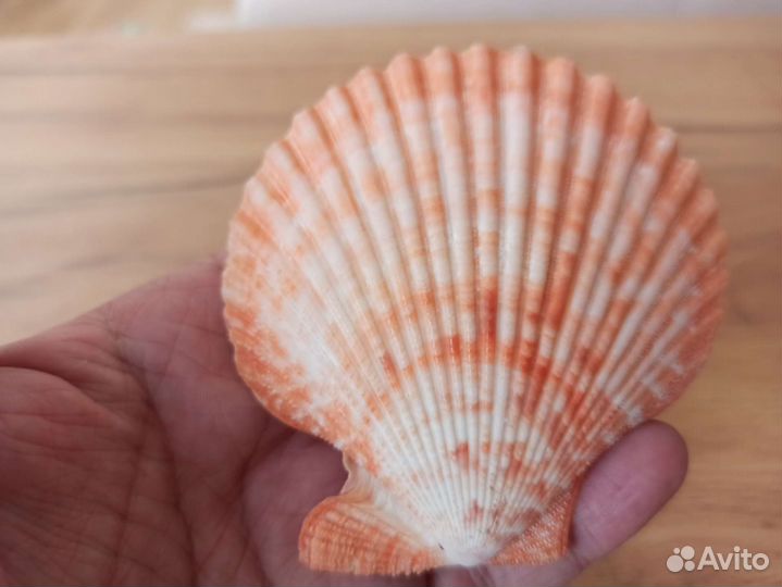 Морская раковина
