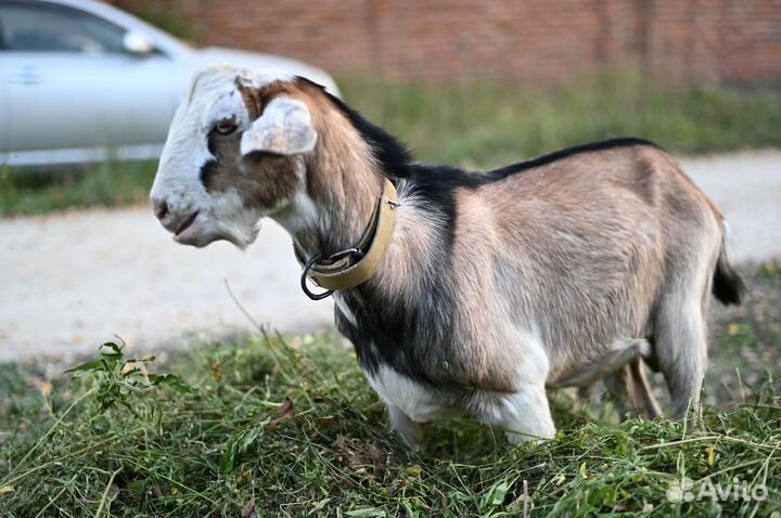 Альпийский козел