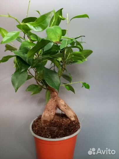 Фикус Гинсенг