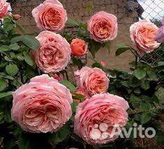 Роза Поль Бокюз Шраб