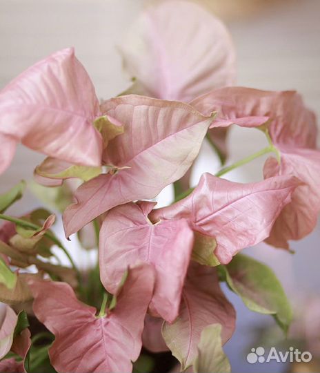 Сингониум неон пинк и конфети