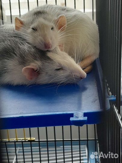 Передержка грызунов