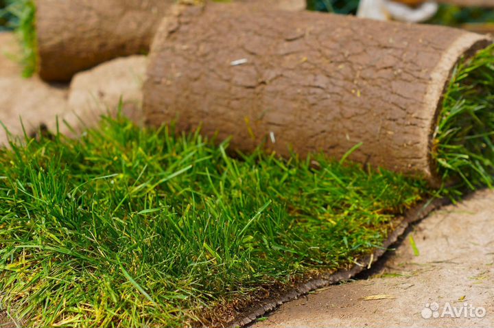 Рулонный газон Премиум качества морозостойкий