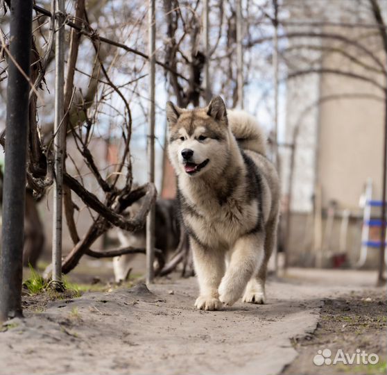 Аляскинский маламут щенки