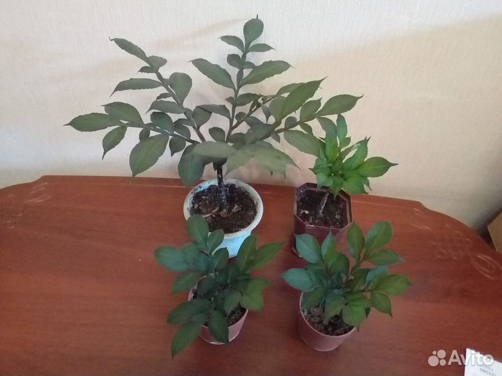 Аморфофаллус