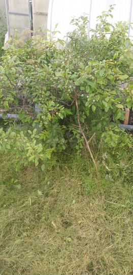 Участок 6 сот. (СНТ, ДНП)