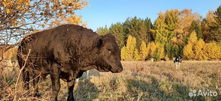 Продам быков на племя или мясо
