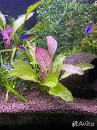 Эхинодорус