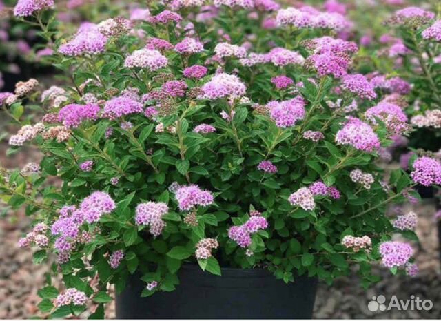 Спирея японская Литл Принцесс