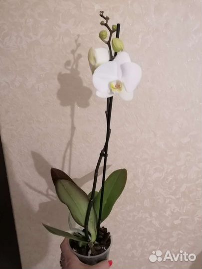 Орхидея фаленопсис