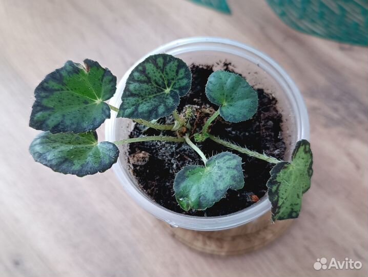 Бегония тигровая (Бауэра)