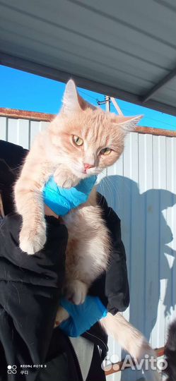 Кот в дар, бесплатно