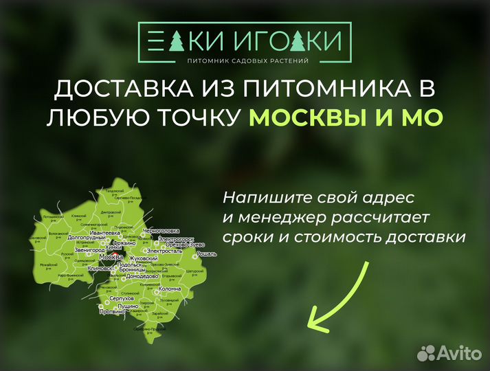 Ель Голубая 1 м