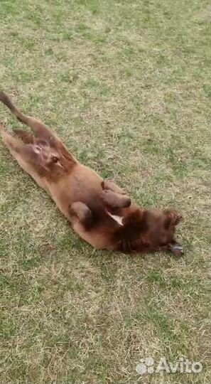 Каштан супер пёс ищет дом