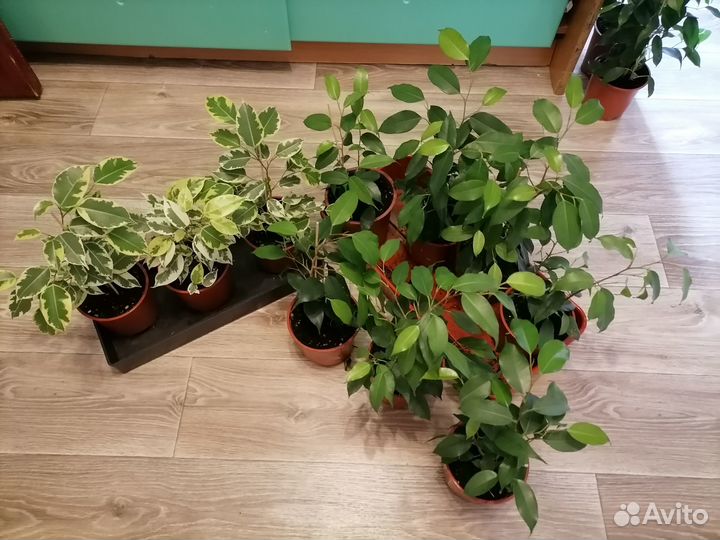 Комнатные растения. Фикус Бенджамина