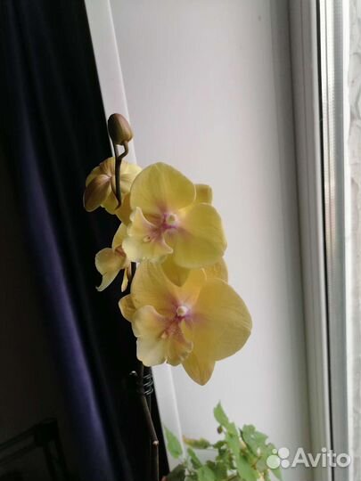 Фаленопсис сорт Манго. Редкий. Цветёт