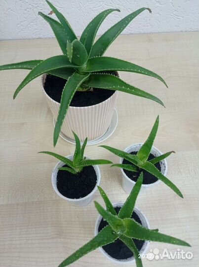 Алоэ гибрид спинозиссима (детки)