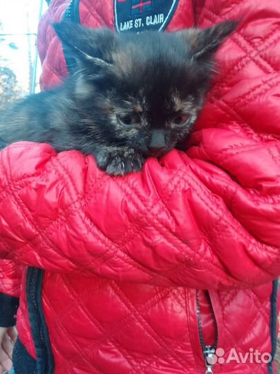 Кошечка черепахового окраса