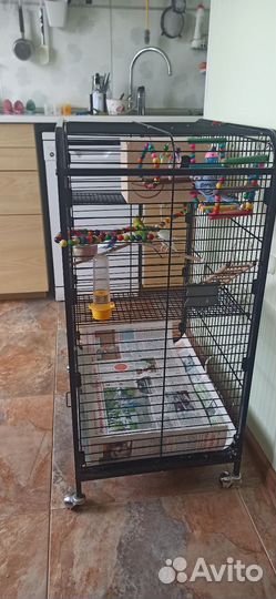 4 попугая и большая клетка