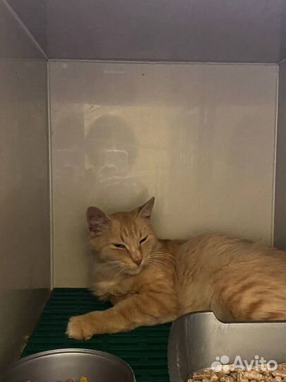 Кошка в добрые руки