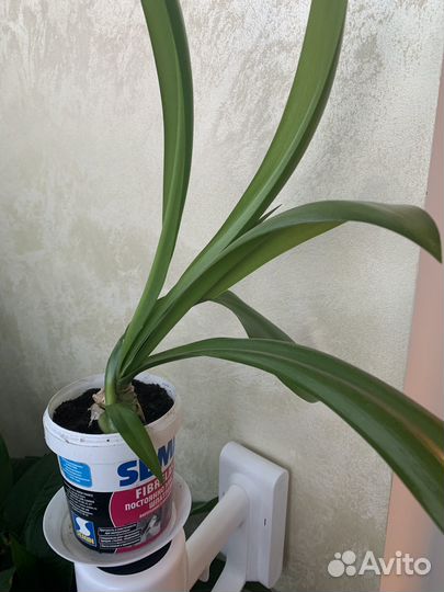 Гименокаллис Карибский