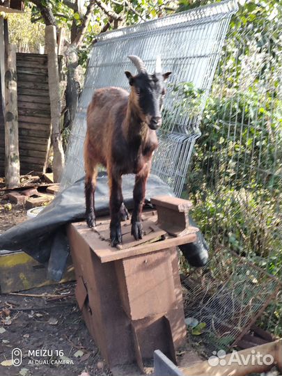 Козлики от молочной козы