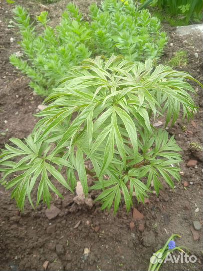 Многолетники