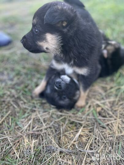 Отдам бесплатно