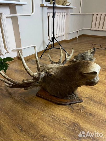 Чучело головы лося