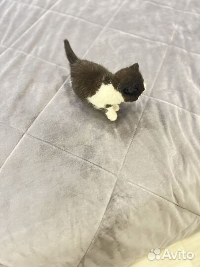 Котенок в добрые руки