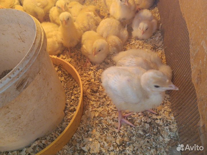 Индюшата биг 6