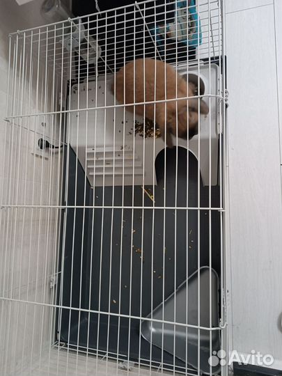 Вислоухий декоративный кролик 