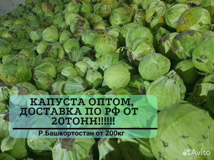Капуста оптом от 20 тонн