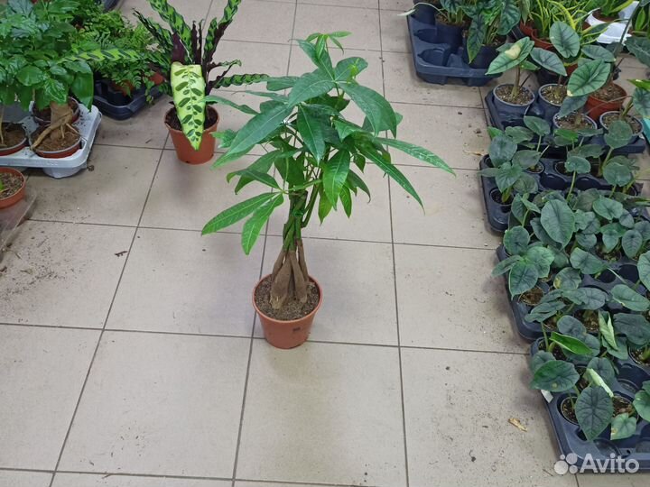 Пахира акватика