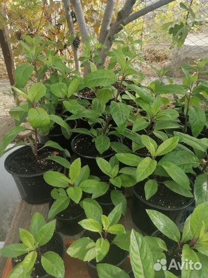 Джинура лечебная