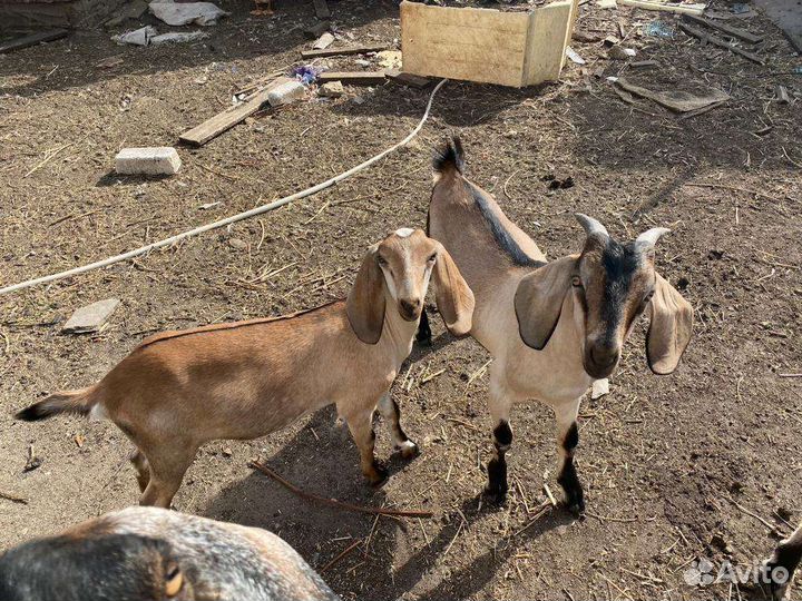 Нубийские козы