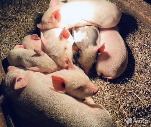 Поросята 2 месяца