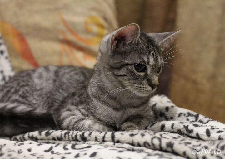 Котенок красивый
