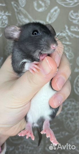 Крысята дамбо