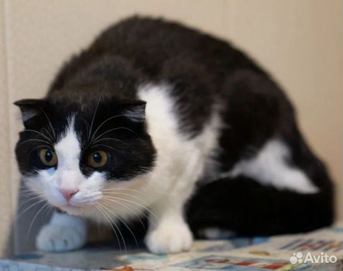 Обаятельный Боцман, метис шотландца, ищет дом