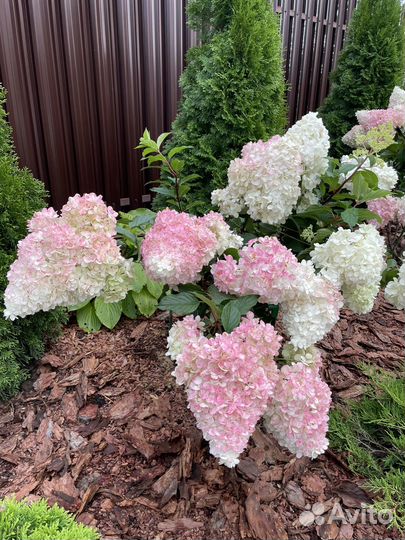 Черенки гортензии