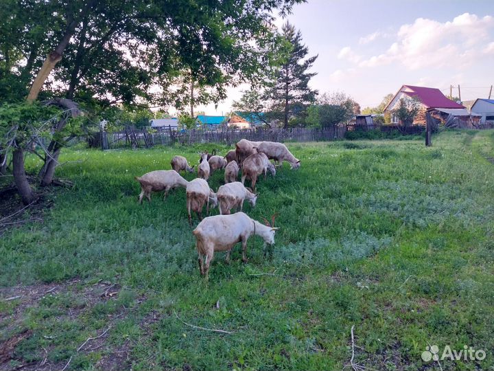 Молочные козы