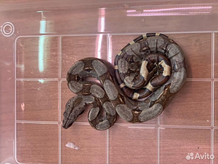 Императорский удав