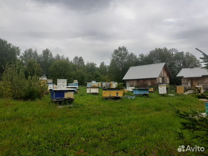 Ульи с пчелами, пчелосемьи