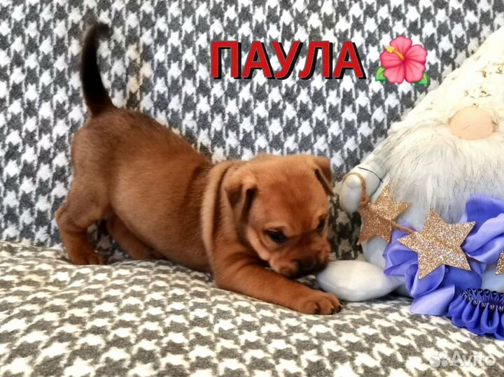 Весёлая девочка кадебо щенок