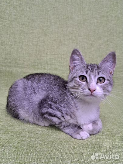 Кошка в дар бесплатно